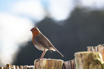 Close-up of robin on wood