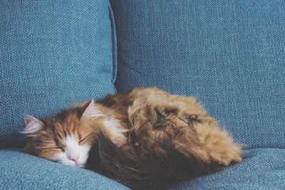 Close-up of cat sleeping