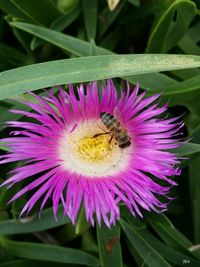 Close-up of bee on purple flower