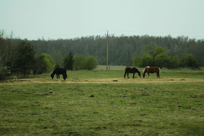 Horses grazing in a field