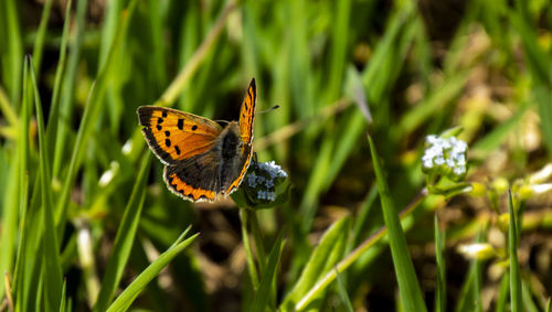 Close-up of butterfly pollinating on flower