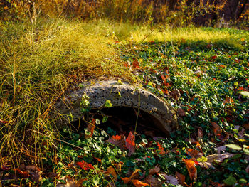 Close-up of water on tree