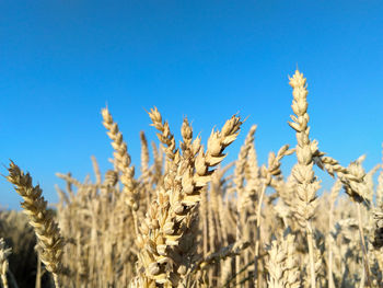 Close-up of stalks in field against clear blue sky