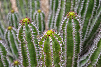 Close-up of succulent plant