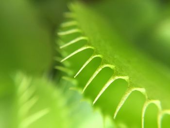 Close-up of plant