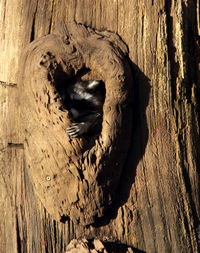 Full frame shot of wood