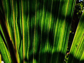 Close-up of green leaves