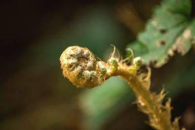 Close-up of tendril