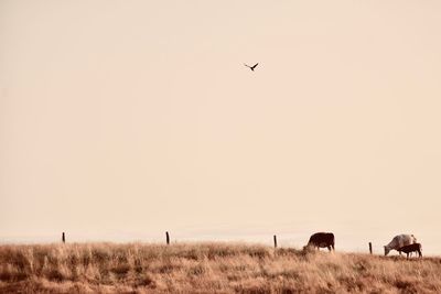 Horses in a field