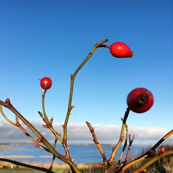 Close-up of red berries against blue sky