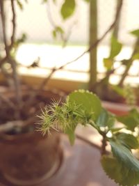 Close-up of fresh green plant