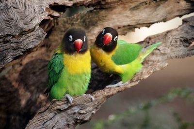 Close-up of parrot perching on tree trunk