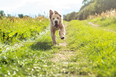 Dog running on field