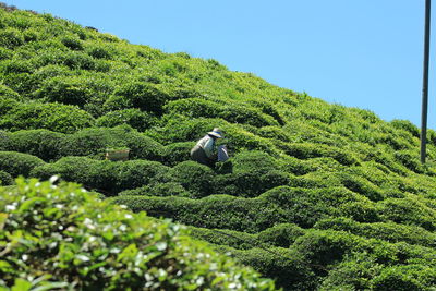 Man climbing on green tree on field against sky