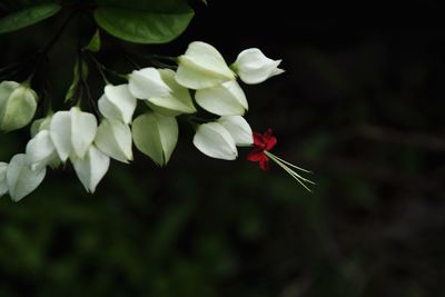 Close-up of red flowering plant