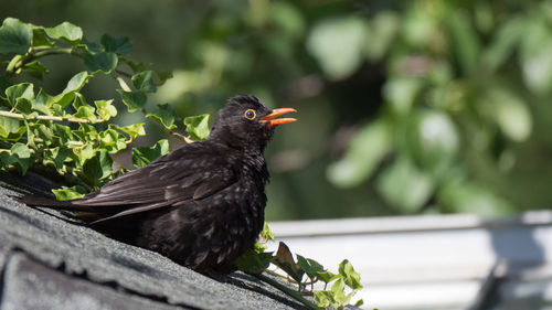 Blackbird sunbathing