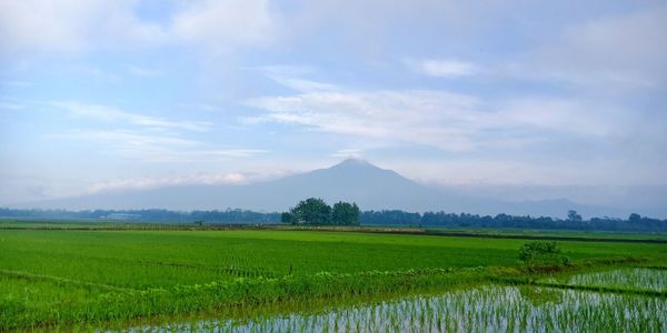 Scenic view of agricultural field against sky