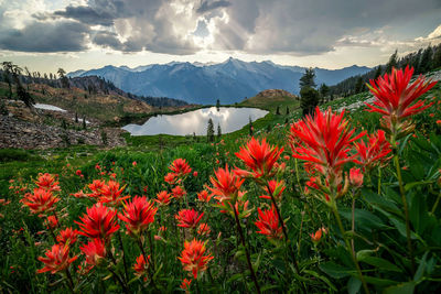 Scenic view of flowering plants and mountains against sky