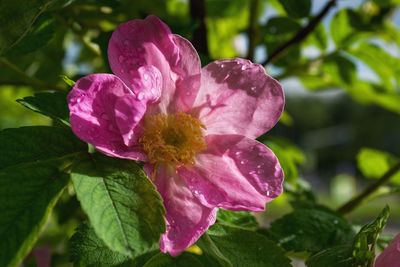 Close-up of water drops on pink flower blooming outdoors