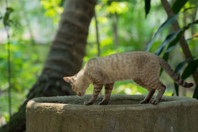 Side view of cat on tree trunk