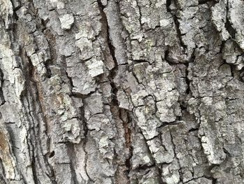 Close-up of tree trunk