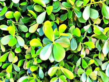 Full frame shot of flowering plants