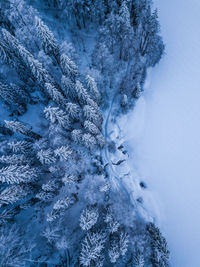 High angle view of snow covered pine trees