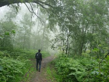 Rear view of man walking on footpath in forest