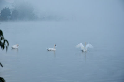 Swans swimming in lake