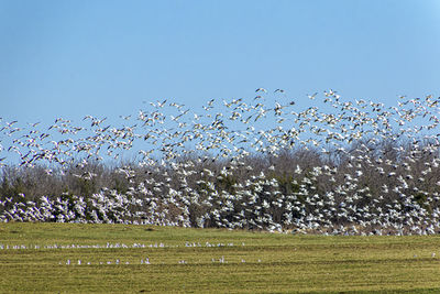 large group of animals