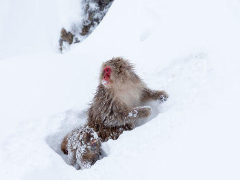 High angle view of monkey on snow covered land