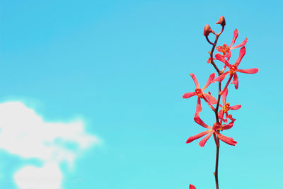 Low angle view of red berries against blue sky