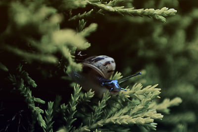 Close up of bird