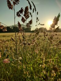 Close-up of stalks in field against sky