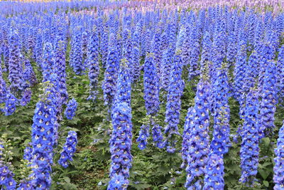 Close-up of purple flowering plants on field