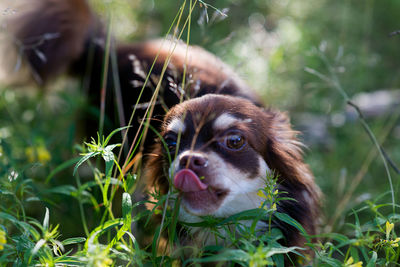 Portrait of chihuahua sticking out tongue by plants on field