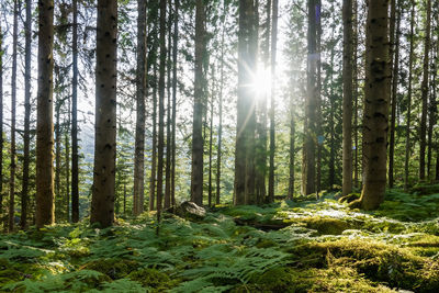 Trees in forest