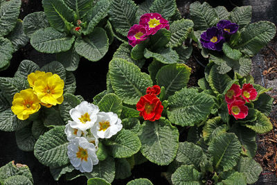 High angle view of flowers blooming outdoors