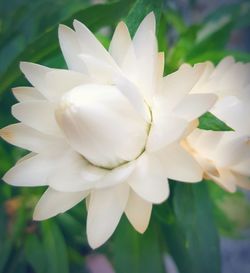 Close-up of white flowers