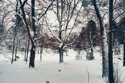 Bare trees on snow covered land during winter