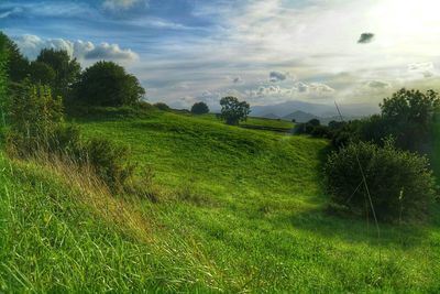 Scenic view of grassy field against sky