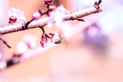 Close-up of insect on pink flower