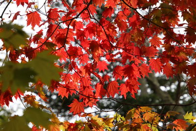 Close-up of maple leaves on tree during autumn