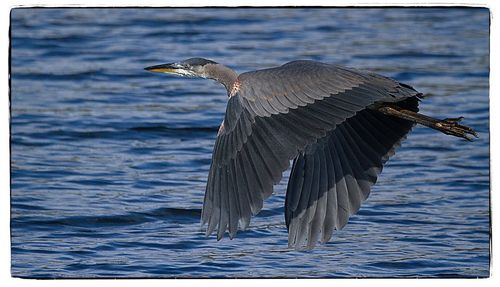 Side view of a bird flying over water