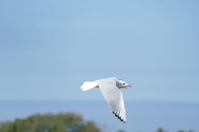 Seagull flying in the sky