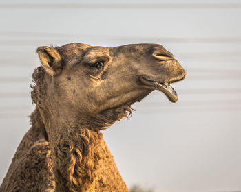 Close-up of a camel looking away