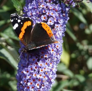 Butterfly perching on flower