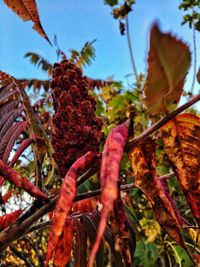 Close-up of red plant against sky