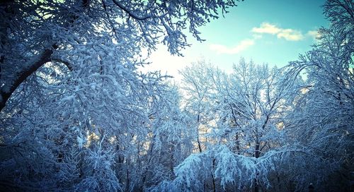 Low angle view of trees against sky