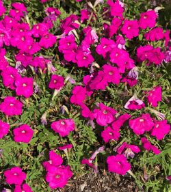 Close-up of pink flowers blooming outdoors